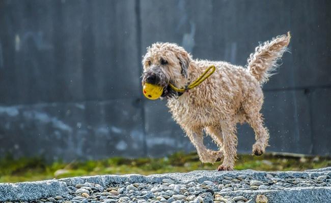 Dog stock image (Rebecca Sommerville)